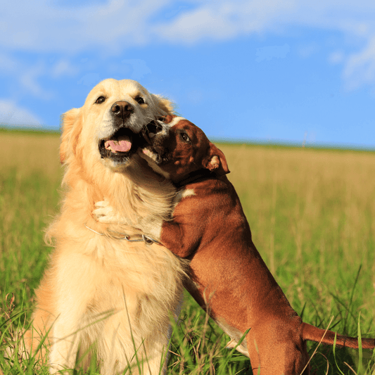 It’s Never Too Late: How to Socialise an Adult Dog - Petrition Pet Supplements