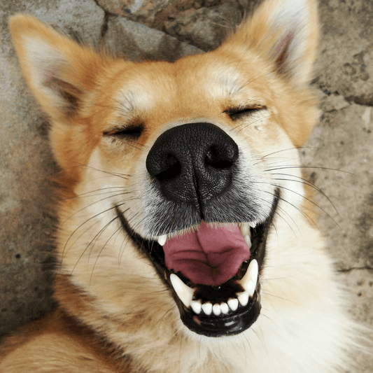 Why Your Dog Might Need Probiotics in Their Diet. - Petrition Pet Supplements