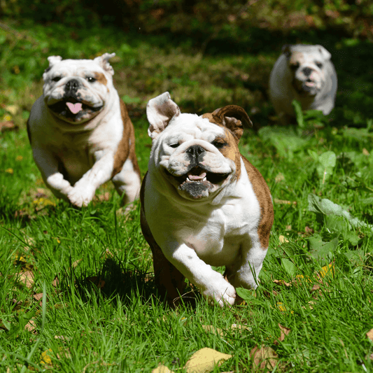 Keeping my your Dog Healthy. - Petrition Pet Supplements