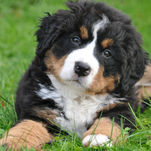 The Power of Probiotics: How Petrition Probiotics Support Your Dog’s Gut Health