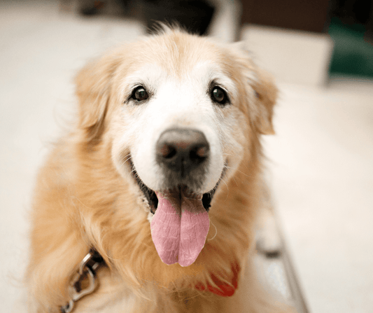 Probiotics Help Dogs with Allergies? - Petrition Pet Supplements