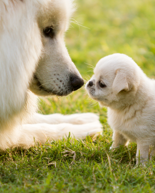 From Puppy to Senior: How Your Dog’s Nutritional Needs Change Over Time