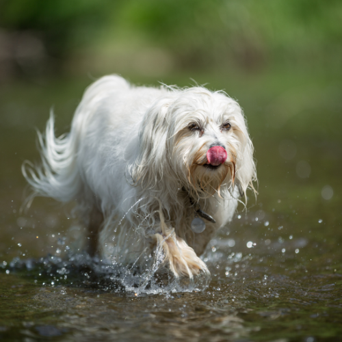 Keeping Your Dog Active