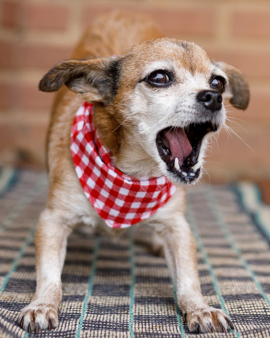 Calm the Chaos: Natural Ways to Support an Anxious Dog