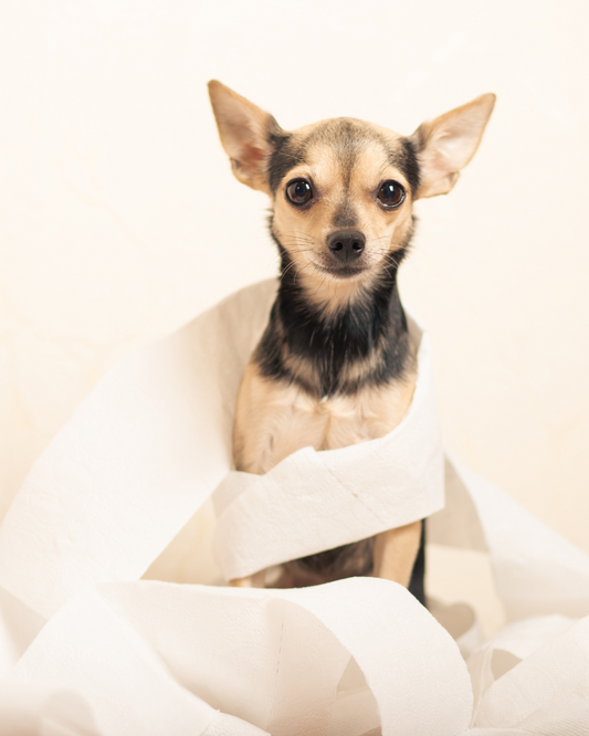 Top 5 Signs Your Dog Might Have Digestive Issues