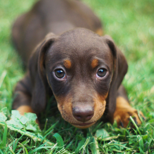 A Calmer, Happier Dog