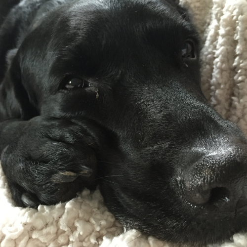 Supporting Your Ageing Dog
