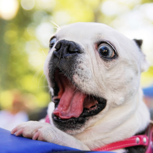 Say Goodbye to Allergies: How Petrition Allergy Support Can Help Your Dog