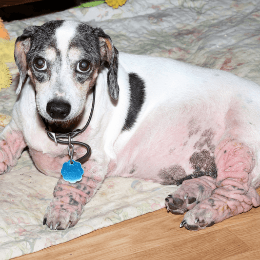 Managing Your Dog’s Allergies - Petrition Pet Supplements