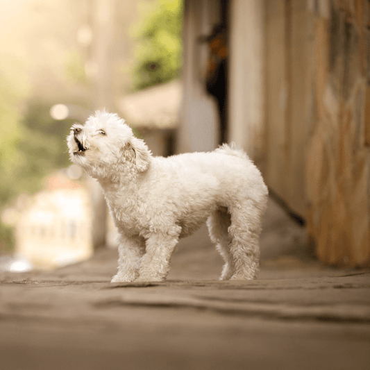 My Dog Will Not Stop Barking. - Petrition Pet Supplements