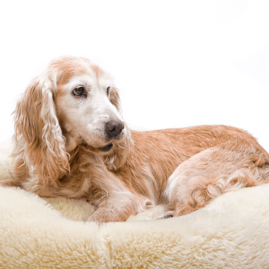 Do Dogs get Arthritis? - Petrition Pet Supplements