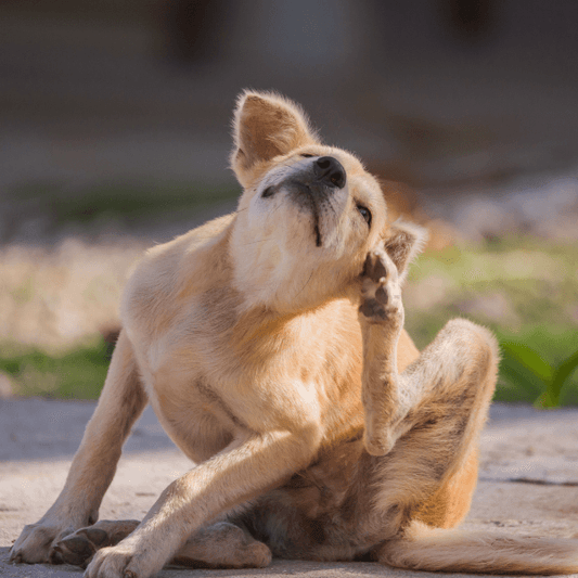 My Dog is Always Scratching - Petrition Pet Supplements