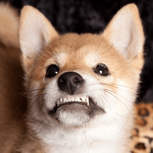 My dogs breath is really bad. - Petrition Pet Supplements