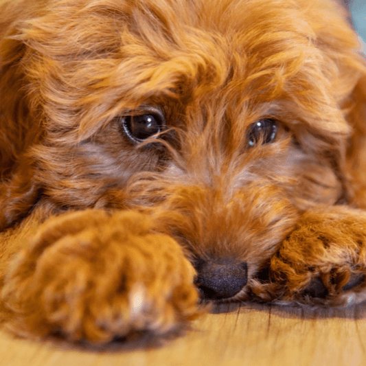 Is my Dog Stressed?. - Petrition Pet Supplements