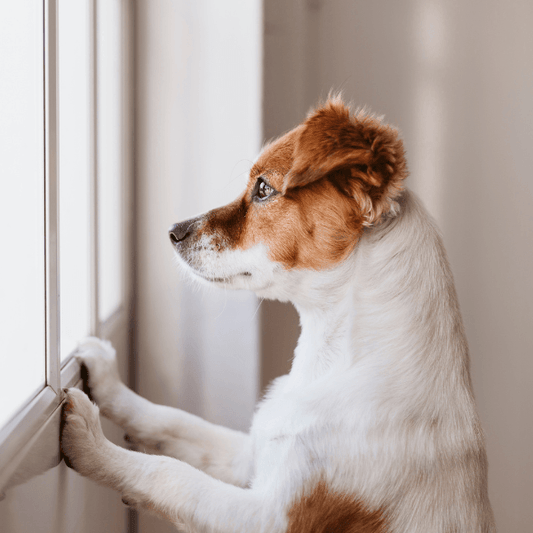 My dog has Seperation Anxiety. - Petrition Pet Supplements