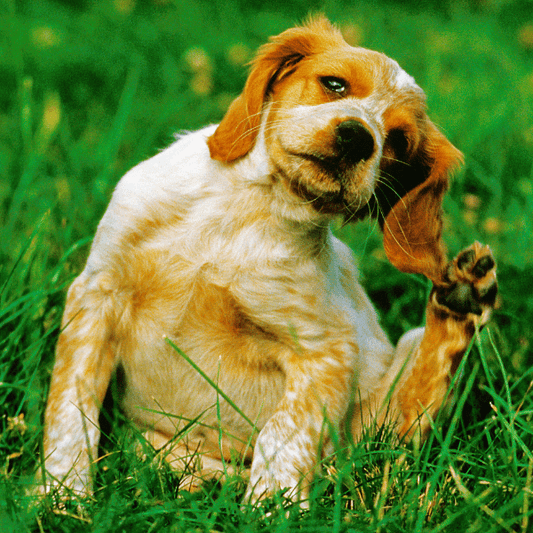 Does my Dog have Allergies? - Petrition Pet Supplements