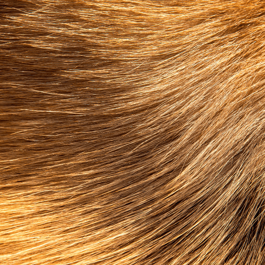 Salmon Oil Superfood for your Dog - Petrition Pet Supplements