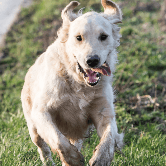 Does my Dog Need Vitamins - Petrition Pet Supplements