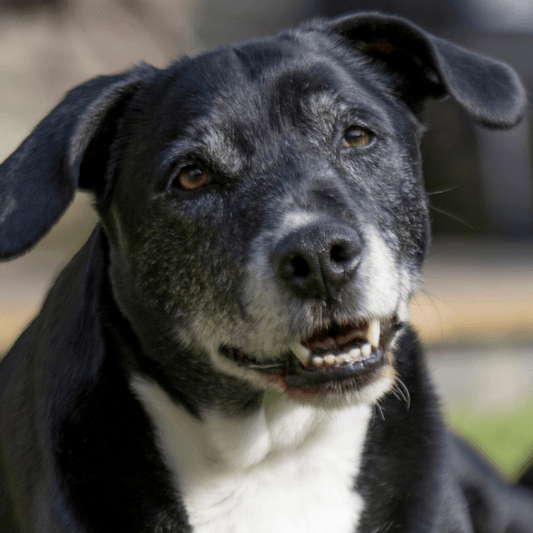 What can I do to Help my as they Age? - Petrition Pet Supplements