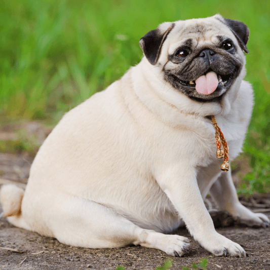 Maintaining a Healthy Weight in Pets - Petrition Pet Supplements