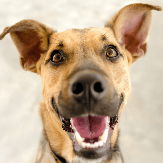 The Importance of Dog Dental Health - Petrition Pet Supplements 