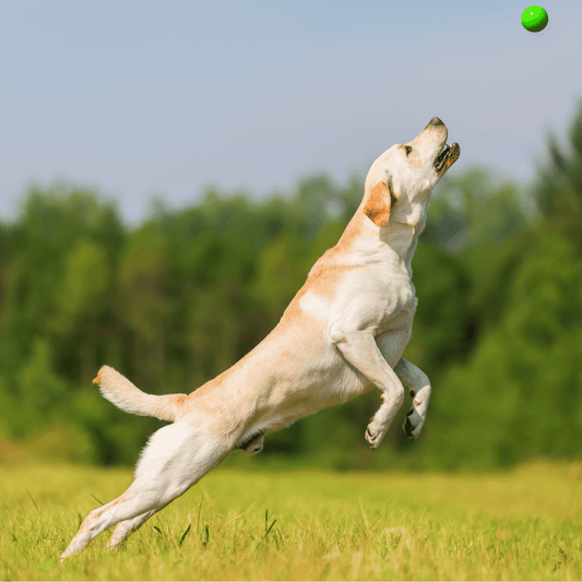 Supporting Aging Hips and Joints - Petrition Pet Supplements 