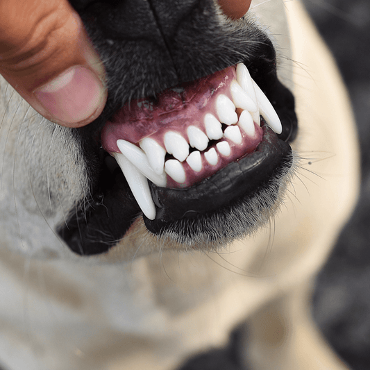 A Pearly White Smile: A Guide to Caring for Your Dog's Teeth and Overall Health - Petrition Pet Supplements 