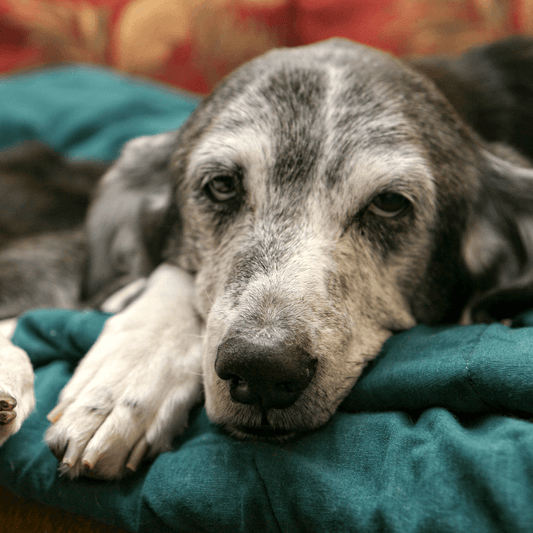 Supporting Your Senior Dog as They Age - Petrition Pet Supplements 