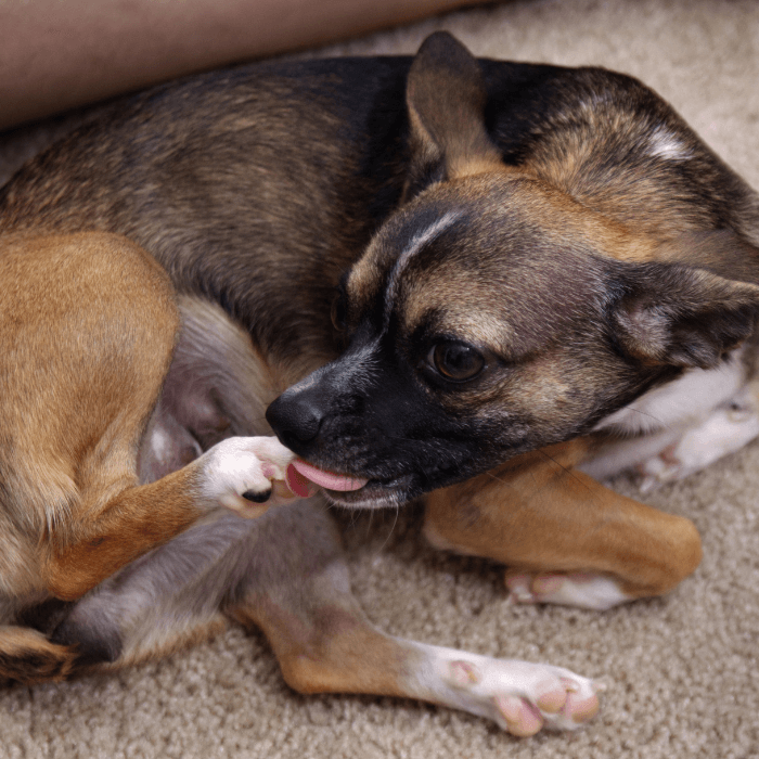 Understanding Why Your Dog Might Be Licking Its Paws and How Probiotics Could Help - Petrition Pet Supplements 