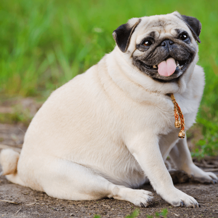 Maintaining a Healthy Weight in Pets - Petrition Pet Supplements 