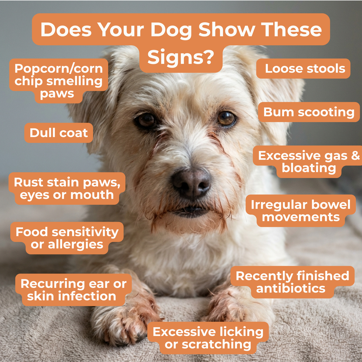 Petrition Probiotic Chews for Dogs - 120 Chews Chicken Flavour, Immune Support