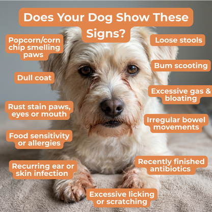 Petrition Probiotic Chews for Dogs - 120 Chews Chicken Flavour, Immune Support