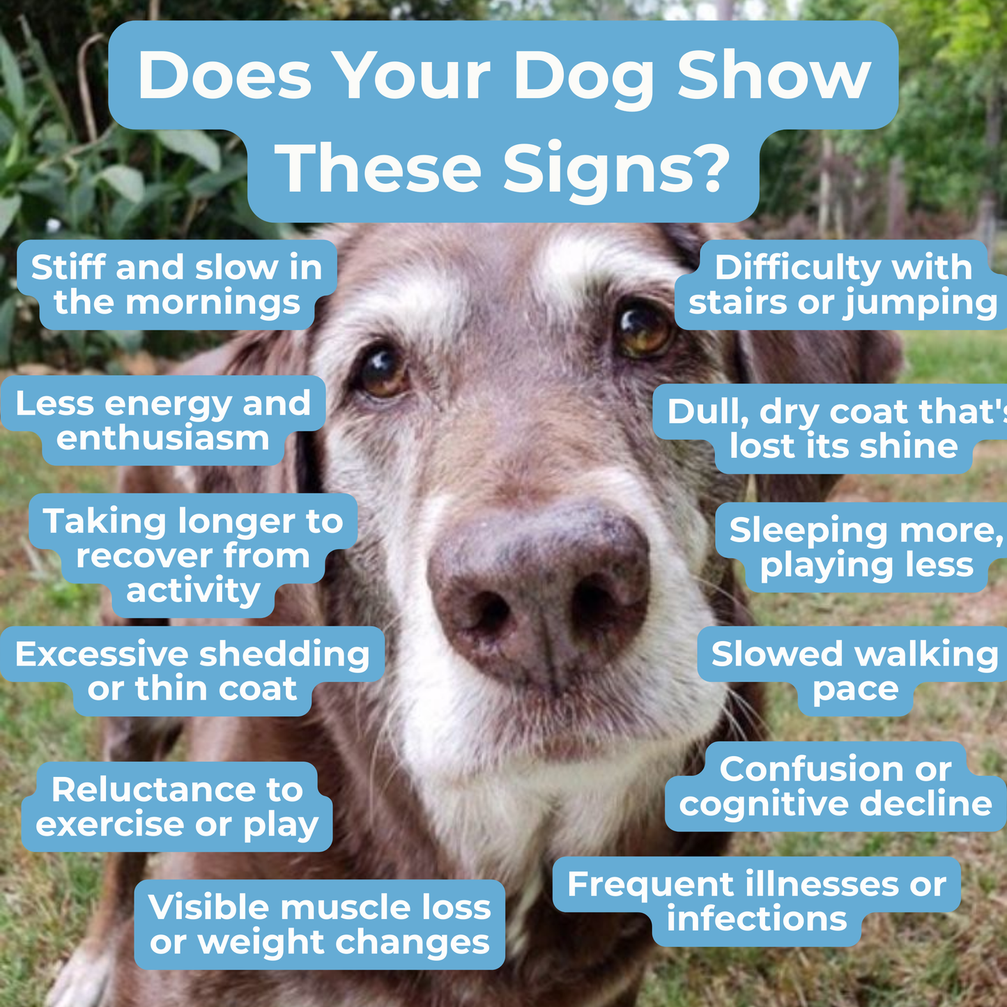 Petrition Senior Support Chews for Dogs - 120 Chew Chicken Flavour