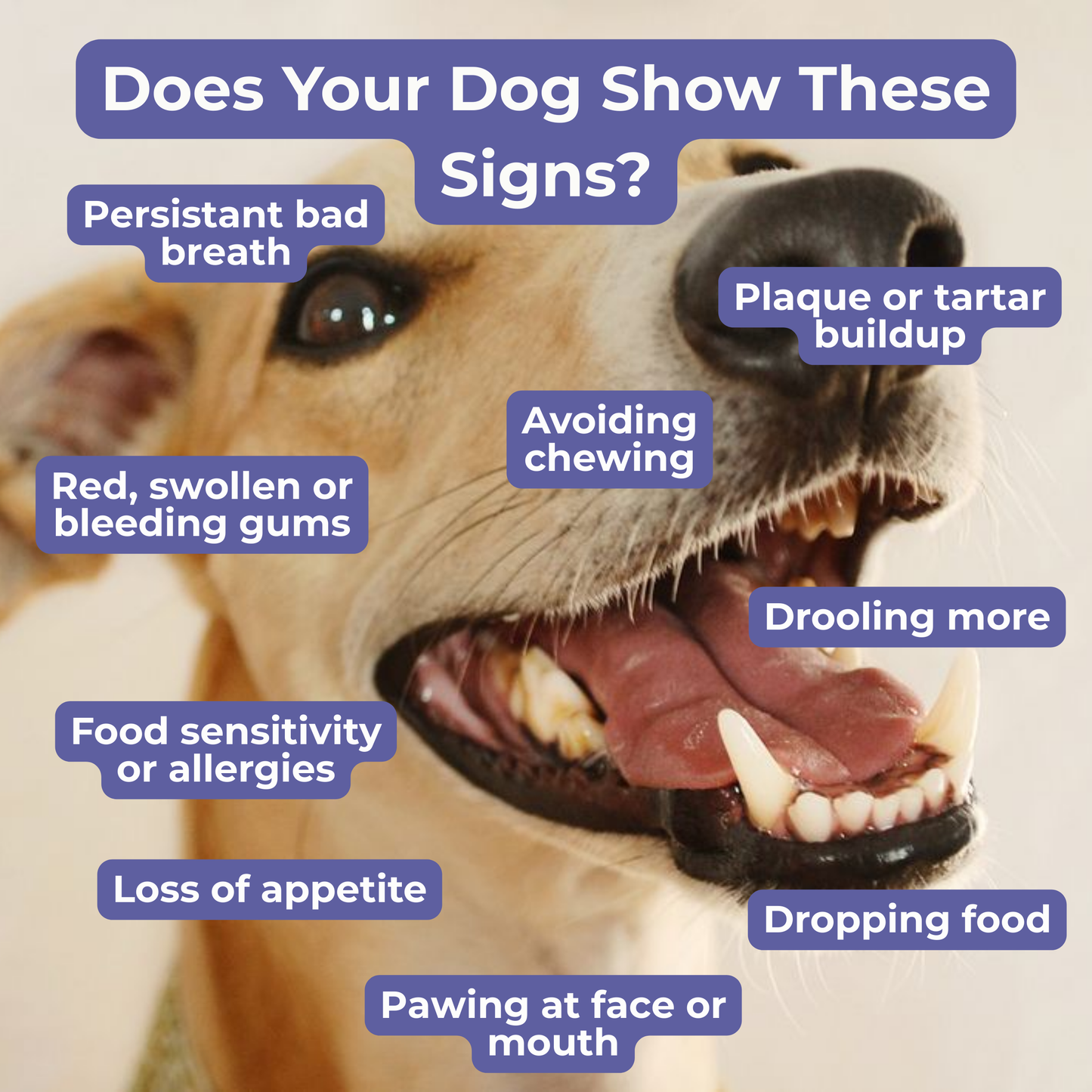 Petrition Teeth and Breath Support Chews for Dogs - 120 Chews