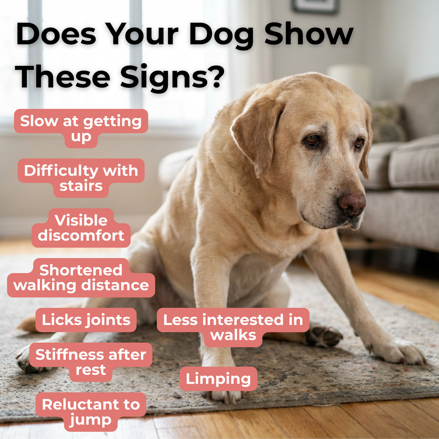 Petrition Hip and Joint Chews for Dogs - 120 Chews Chicken Flavour