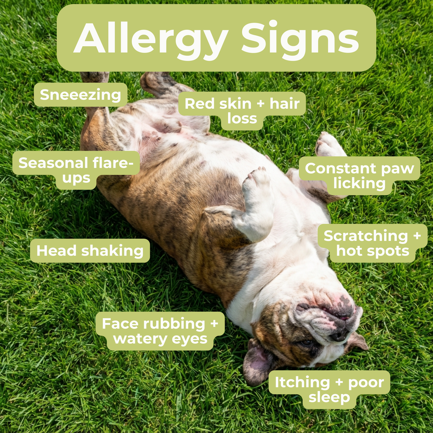 Petrition Allergy and Itch Support Chews for Dogs - 120 Chews