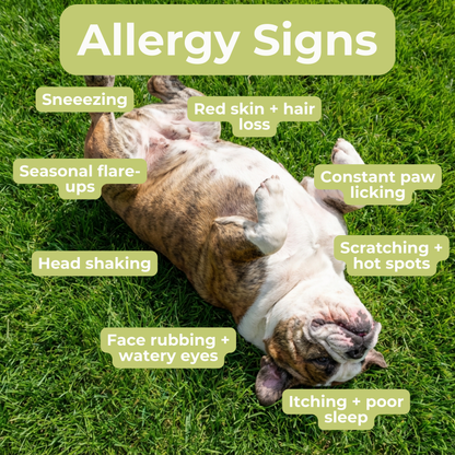 Petrition Allergy and Itch Support Chews for Dogs - 120 Chews