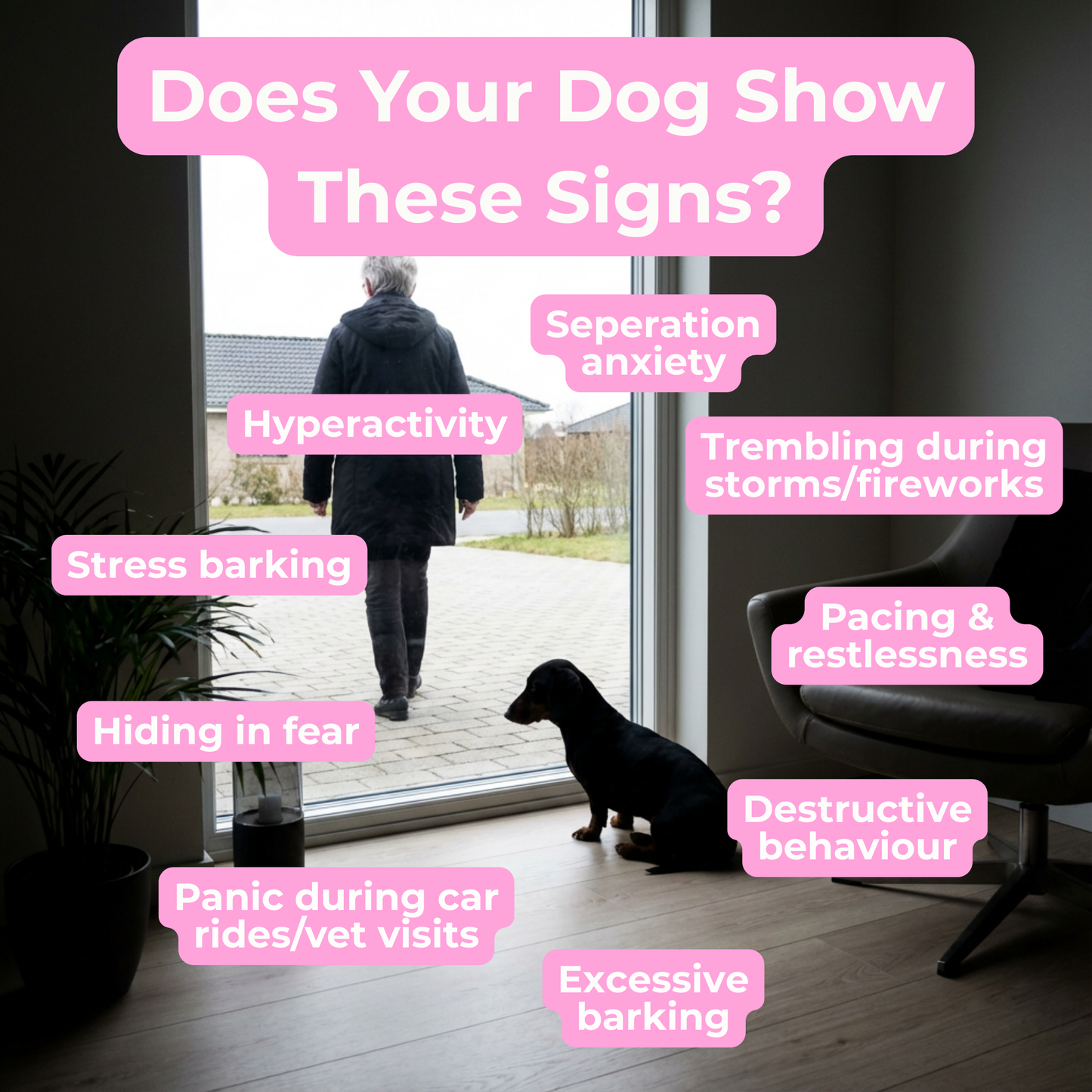 Petrition Calming Support Chews for Dogs - 120 Chews