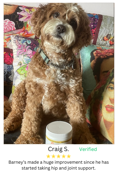 Dog with product