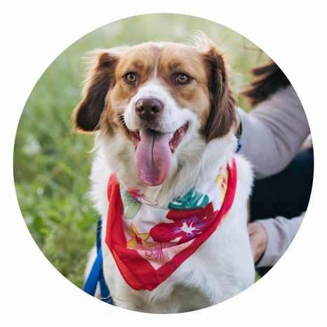 Dog with bandana