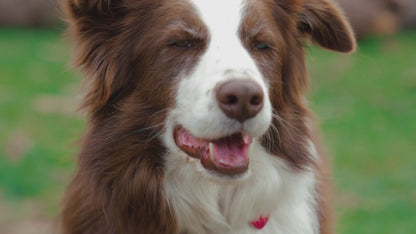 Petrition Senior Support Chews for Dogs - 120 Chew Chicken Flavour