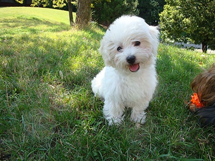 files/puppy_dog_cute_mammal_vertebrate_dog_breed_1341832_pxhere_min.jpg